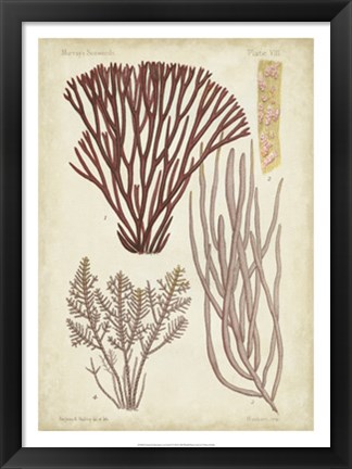 Framed Seaweed Specimen in Coral I Print