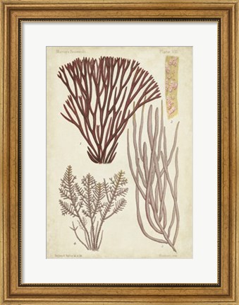 Framed Seaweed Specimen in Coral I Print