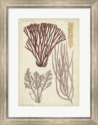 Framed Seaweed Specimen in Coral I Print