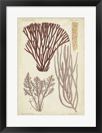 Framed Seaweed Specimen in Coral I Print