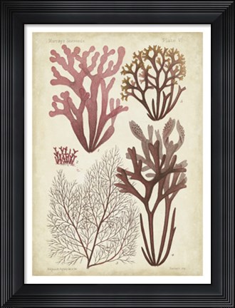Framed Seaweed Specimen in Coral II Print