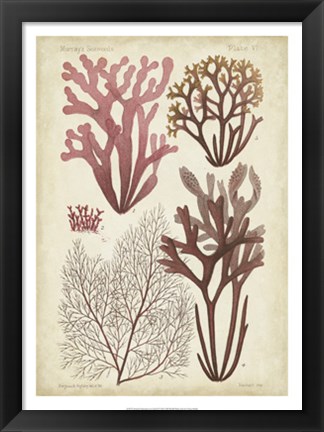 Framed Seaweed Specimen in Coral II Print