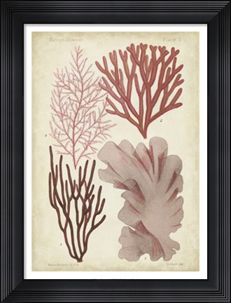 Framed Seaweed Specimen in Coral III Print