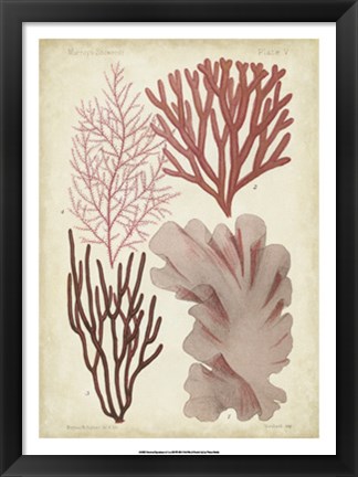 Framed Seaweed Specimen in Coral III Print