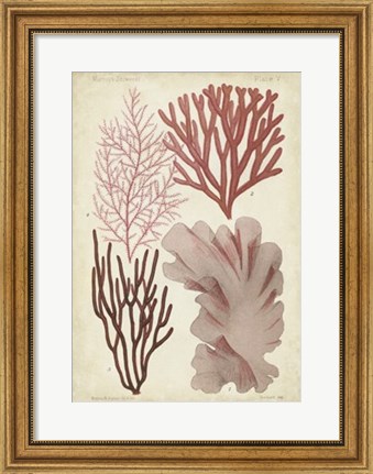 Framed Seaweed Specimen in Coral III Print