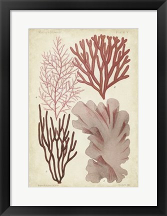 Framed Seaweed Specimen in Coral III Print