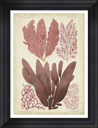 Framed Seaweed Specimen in Coral IV Print