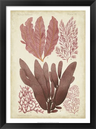 Framed Seaweed Specimen in Coral IV Print