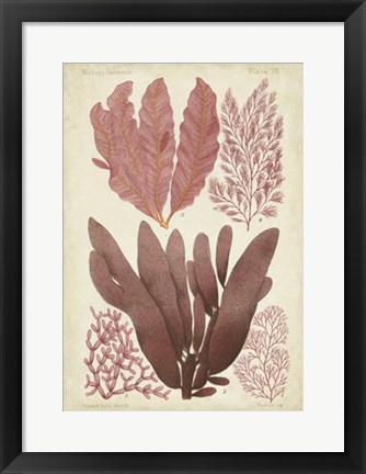 Framed Seaweed Specimen in Coral IV Print