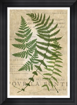 Framed Fern Folio I Print
