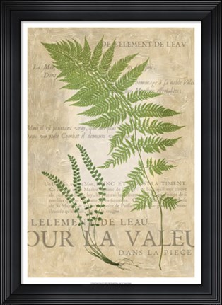 Framed Fern Folio II Print