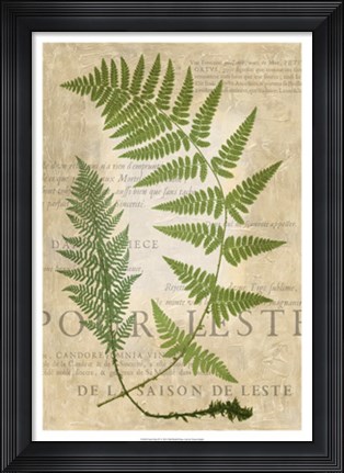 Framed Fern Folio IV Print
