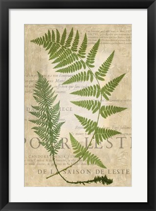 Framed Fern Folio IV Print