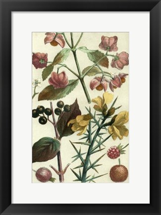 Framed Fruits &amp; Foliage I Print