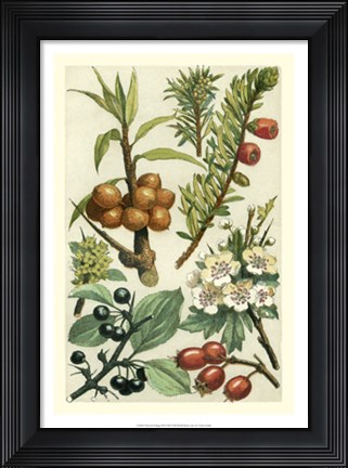 Framed Fruits &amp; Foliage III Print