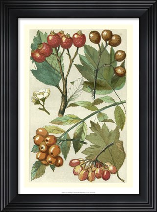 Framed Fruits &amp; Foliage IV Print