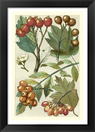 Framed Fruits &amp; Foliage IV Print