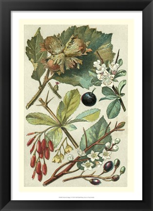 Framed Fruits &amp; Foliage V Print