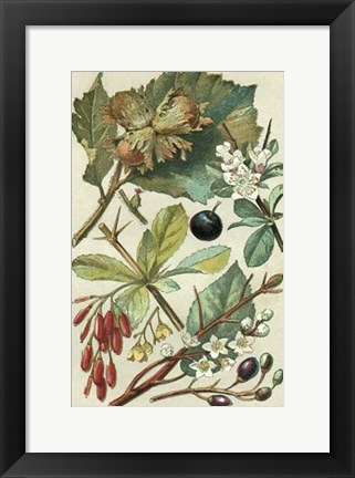 Framed Fruits &amp; Foliage V Print