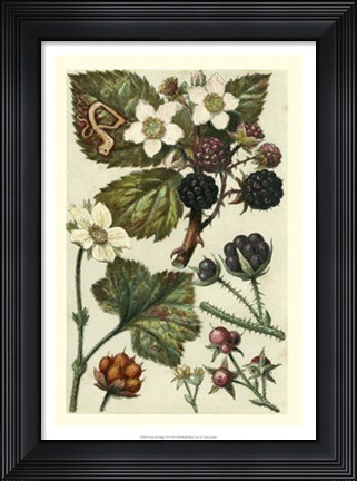 Framed Fruits &amp; Foliage VI Print
