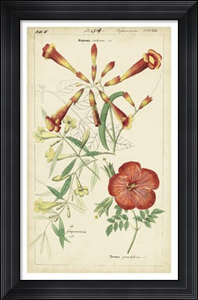 Framed Spring Blooms I Print