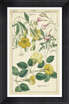 Framed Spring Blooms II Print