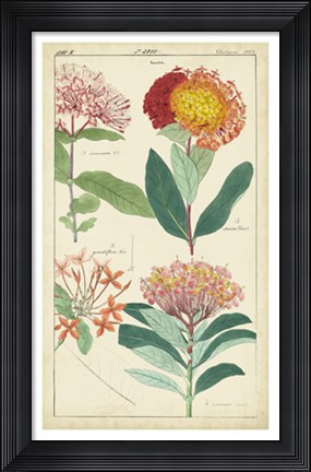 Framed Spring Blooms III Print