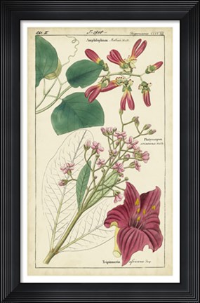 Framed Spring Blooms IV Print