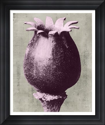 Framed Blossfeldt Redeux I Print