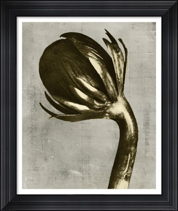 Framed Blossfeldt Redeux III Print
