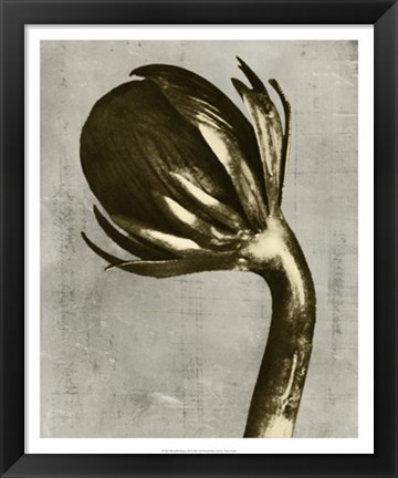 Framed Blossfeldt Redeux III Print