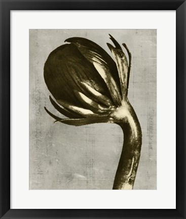 Framed Blossfeldt Redeux III Print