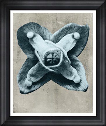 Framed Blossfeldt Redeux IV Print