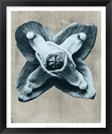 Framed Blossfeldt Redeux IV Print