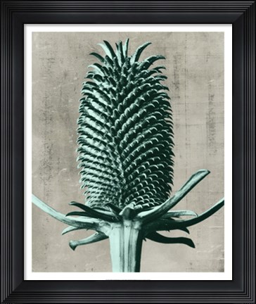 Framed Blossfeldt Redeux V Print