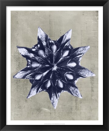 Framed Blossfeldt Redeux VI Print