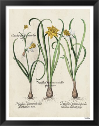 Framed Besler Narcissus I Print