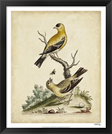 Framed Edwards Bird Pairs III Print