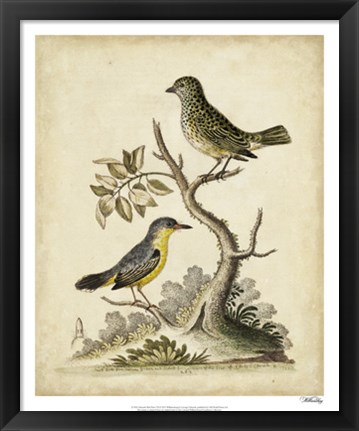 Framed Edwards Bird Pairs VII Print