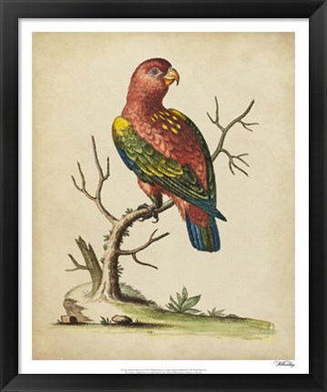Framed Edwards Parrots IV Print