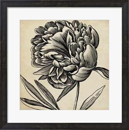 Framed Graphic Floral II Print