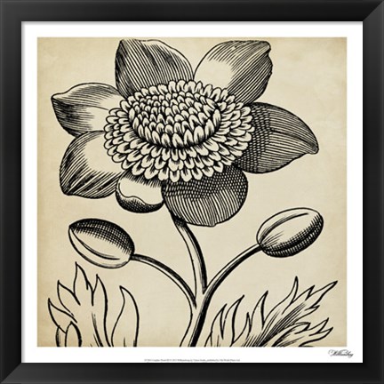 Framed Graphic Floral III Print