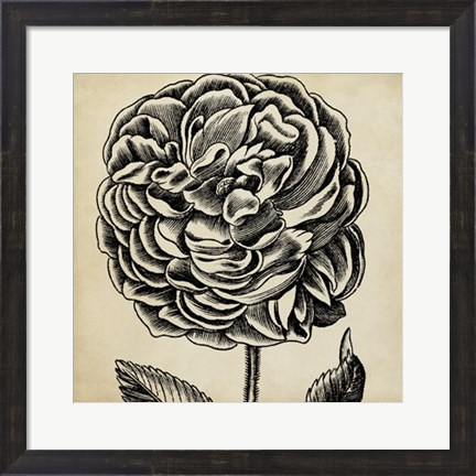 Framed Graphic Floral VII Print