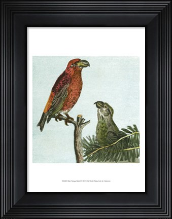 Framed Mini Vintage Birds I Print