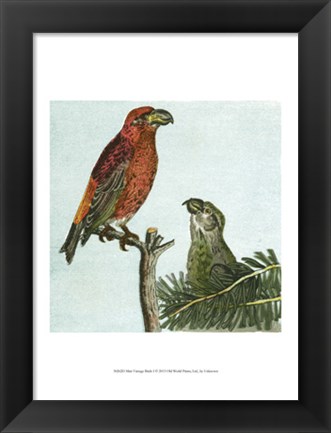 Framed Mini Vintage Birds I Print