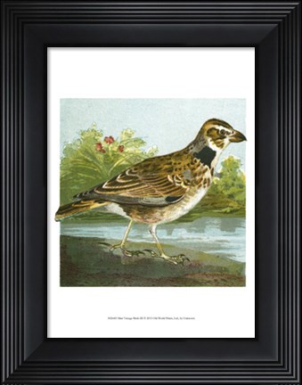 Framed Mini Vintage Birds III Print