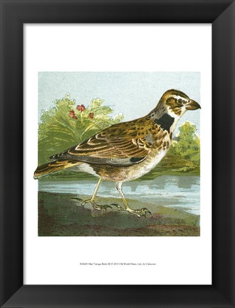 Framed Mini Vintage Birds III Print