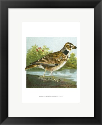 Framed Mini Vintage Birds III Print