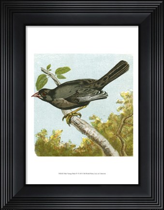 Framed Mini Vintage Birds IV Print