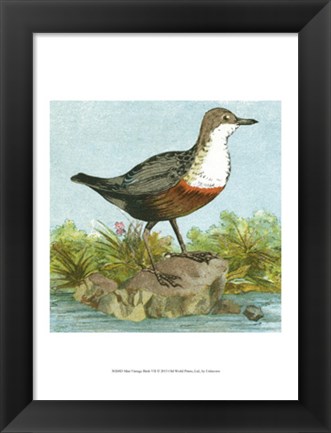 Framed Mini Vintage Birds VII Print